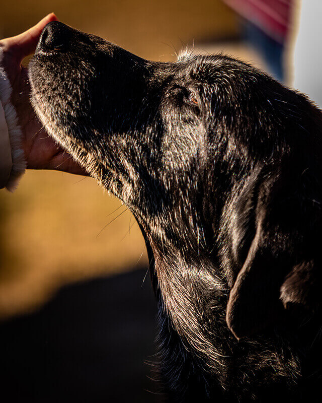 Anticipation-of-Affection-opt