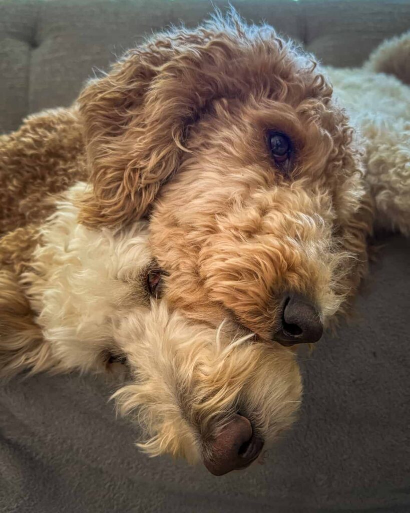 LaylaLulu-4x5-opt two golden doodle dogs laying with their heads on top of one another